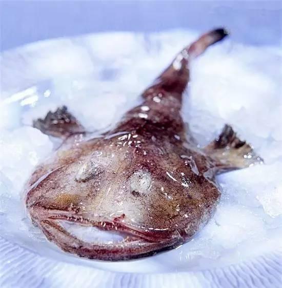知識庫｜奇丑卻極美味的魚，餐廳趕緊上新菜！
