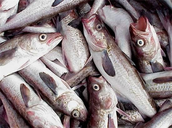 知識庫｜這種魚可以一魚36吃，你餐廳還不上菜？