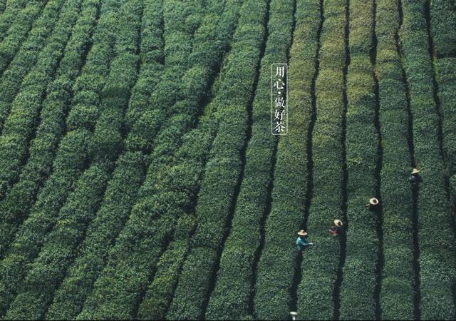 如何掘金500億新茶飲市場，打造一杯有故事的黑龍茶？