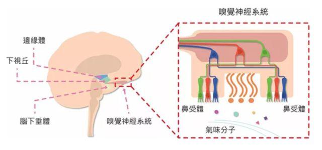 讓消費者欲罷不能的氣味營銷，餐飲人該如何實現(xiàn)？ | 餐見