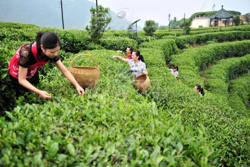 以產(chǎn)品或空間打底來售賣生活方式，這才是井噴的新茶飲品牌的歸路？