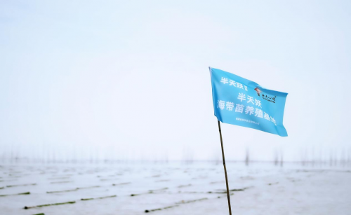霞浦海帶苗豐收季：半天妖助力產(chǎn)業(yè)騰飛，守護(hù)“舌尖上的鮮嫩”